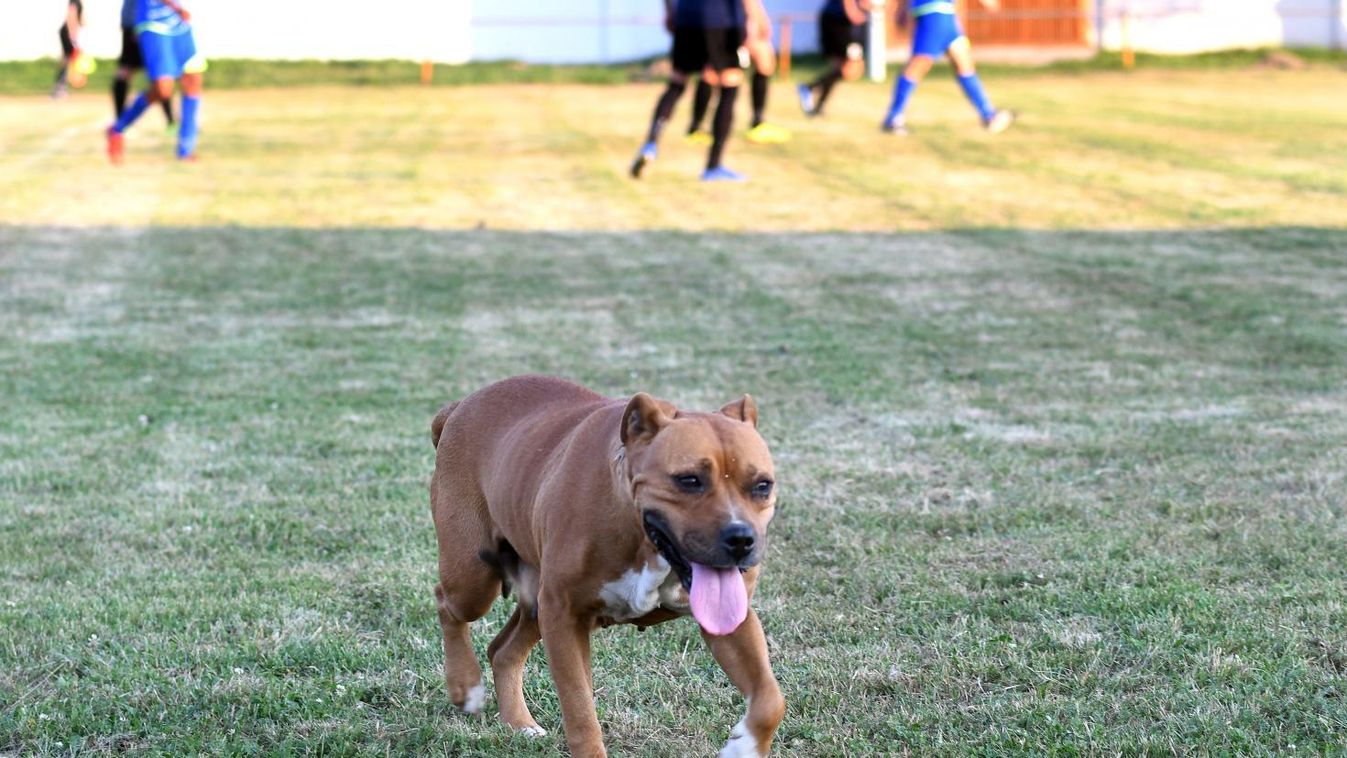 A labdarúgó megyei III. osztály 2. és 3. fordulójának eredményei