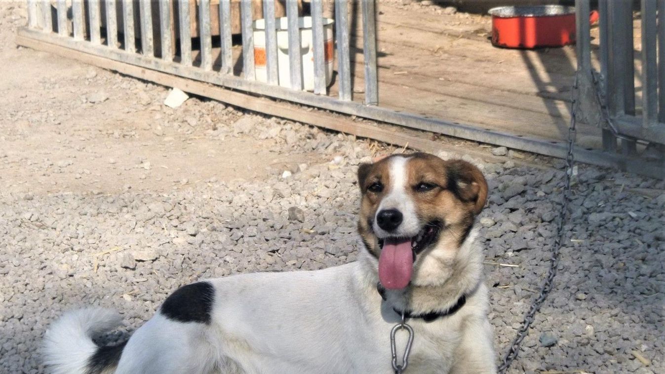 E heti gazdikeresőink Cuki, Ottó és Tami