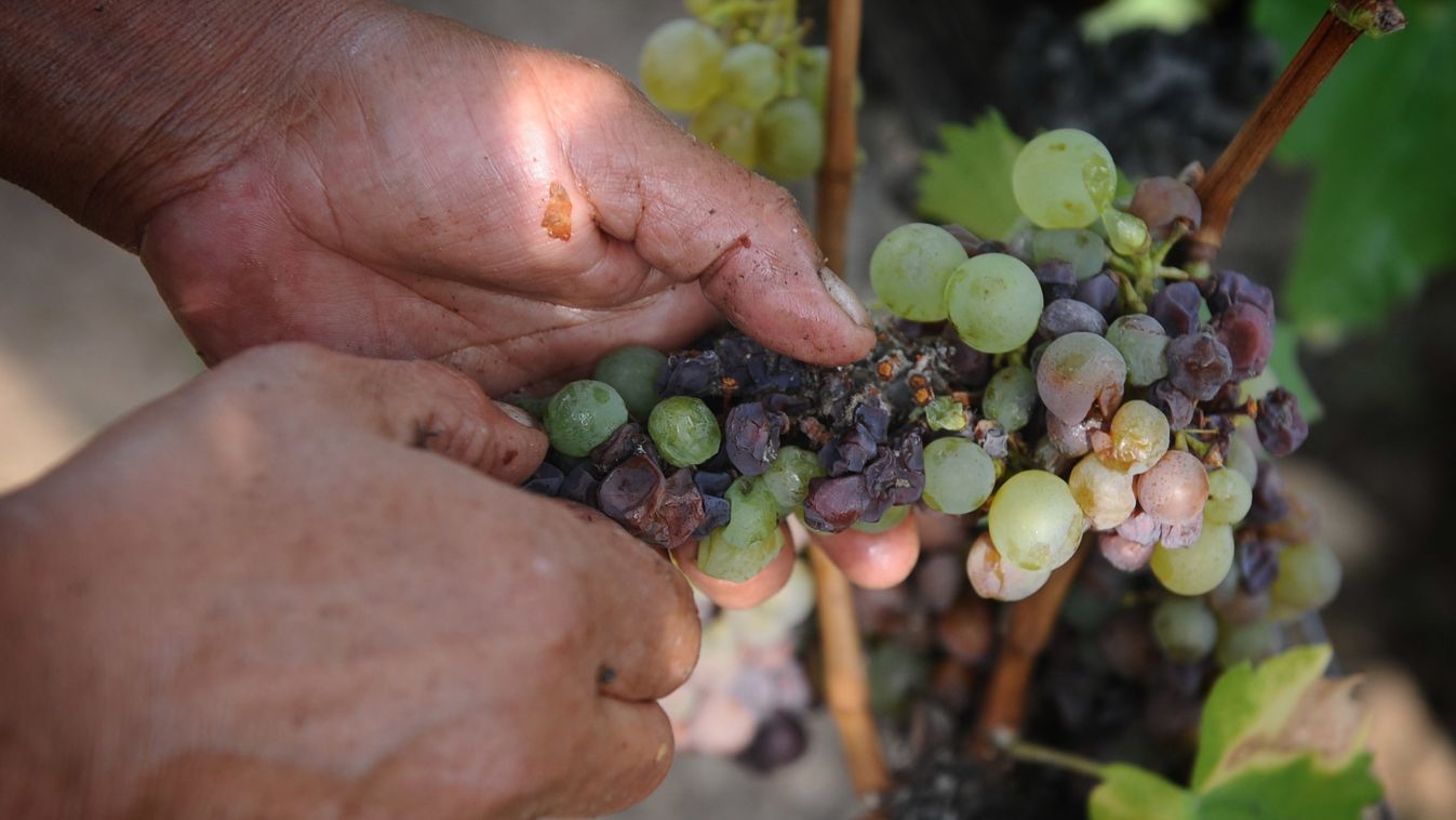 Tokaji aszút iszik a pápa