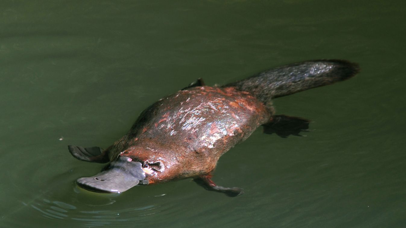Veszélyeztetett fajjá kell nyilvánítani a kacsacsőrű emlőst a kutatók szerint