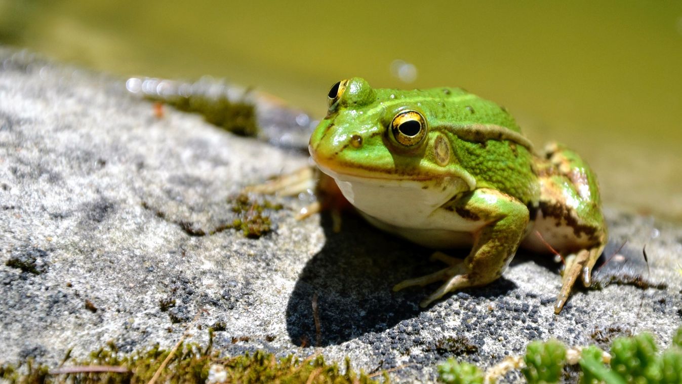 Korábban kihalt, most újra eredeti otthonában ugrálhat a kis tavibéka