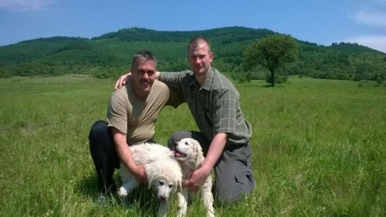 A kuvasz egy válasz lehet