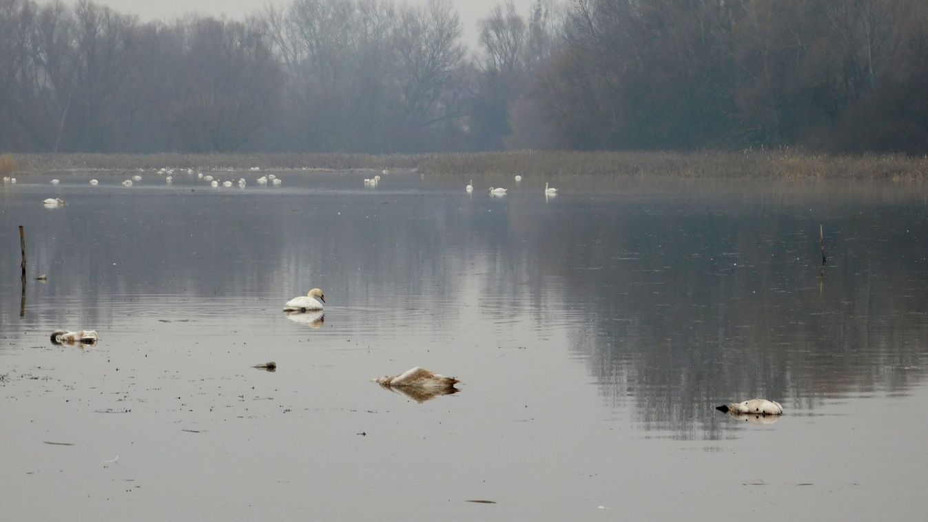 Másfél tucat hattyú pusztult el Sárospatak mellett