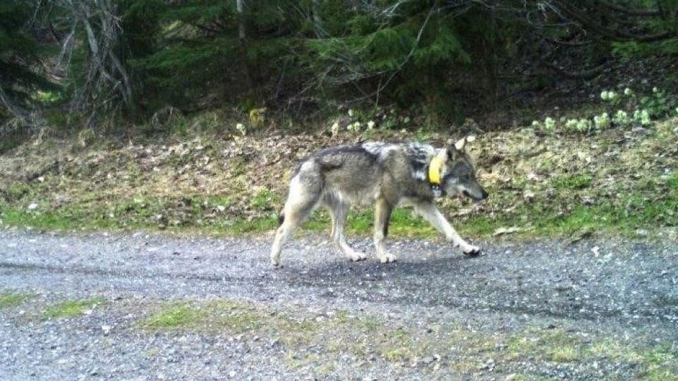 A jeladós farkas vármegyénkben grasszál - frissítve: válaszolt az agrártárca