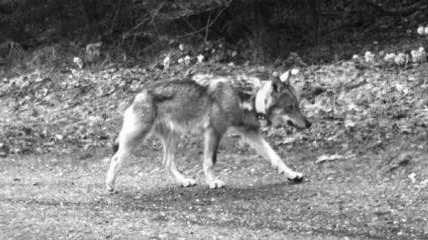 A svájci farkasok védelmével is foglalkozó Gruppe Wolf Schweiz nevű szervezet az állatot jeladóval látta el, így a vándorló nagyragadozó útvonalát nyomon lehetett követni.