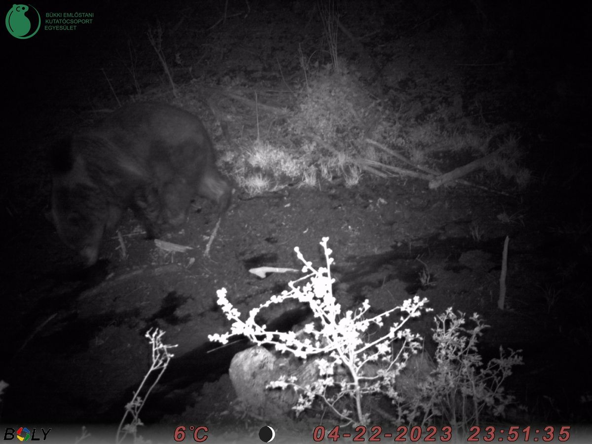 Alkalmanként a BEKE által üzemeltett kamerák is észlelik a Bükk erdeiben barangoló barnamedvét.