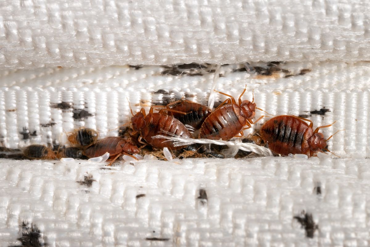 Group,Of,Bedbugs,On,The,Matress,Cloth,Macro.,Disgusting,Blood-sucking