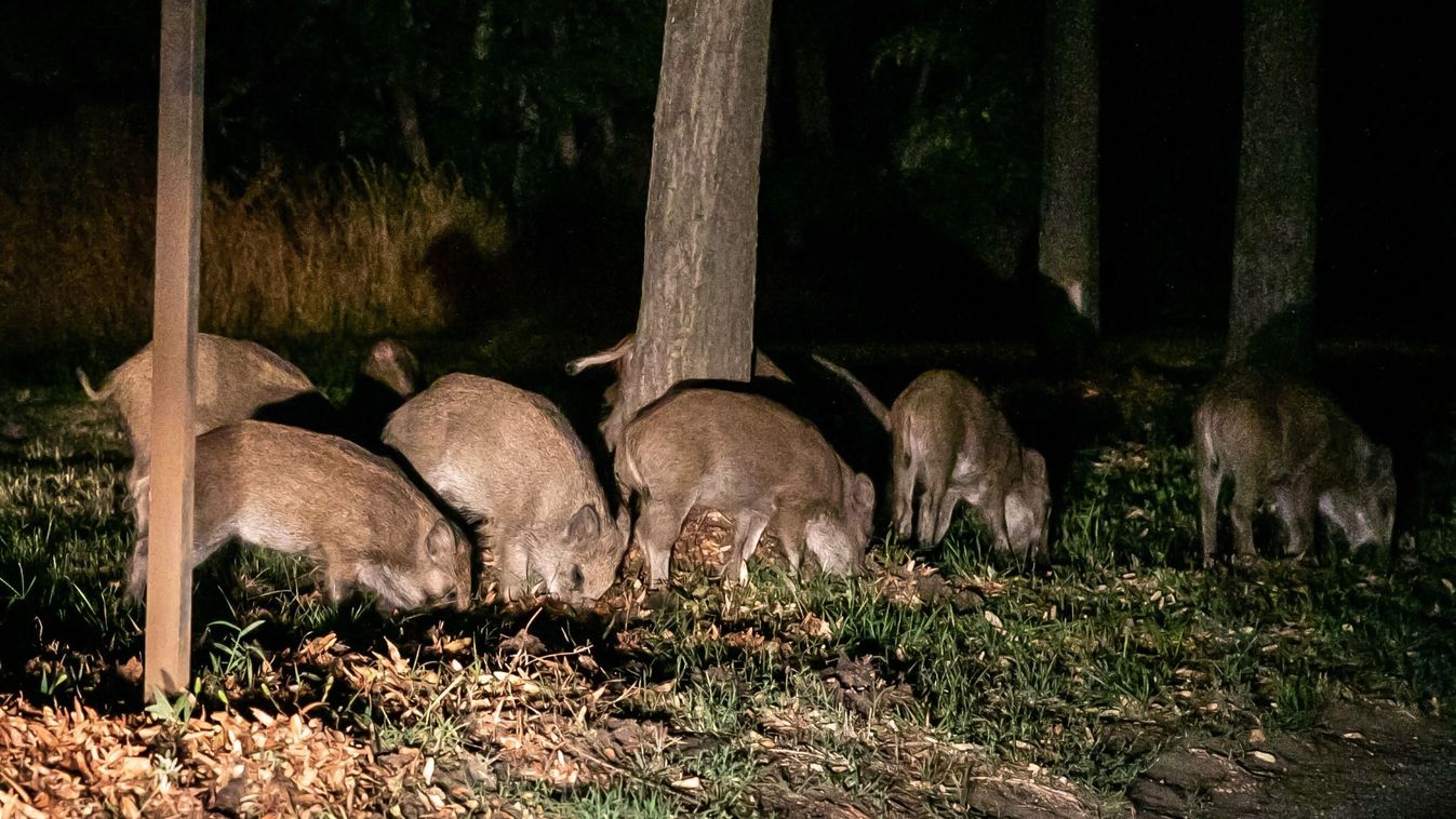 Városban kószáló vaddisznókra hívta fel a figyelmet egy miskolci lakos