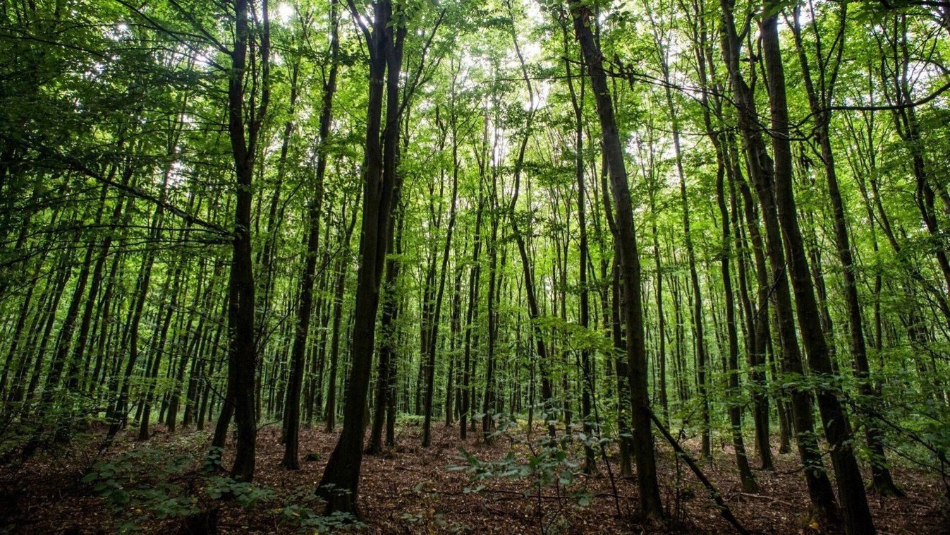 BOON Meztelen fürdőzőket kaptak lencsevégre a Bükkben képekkel