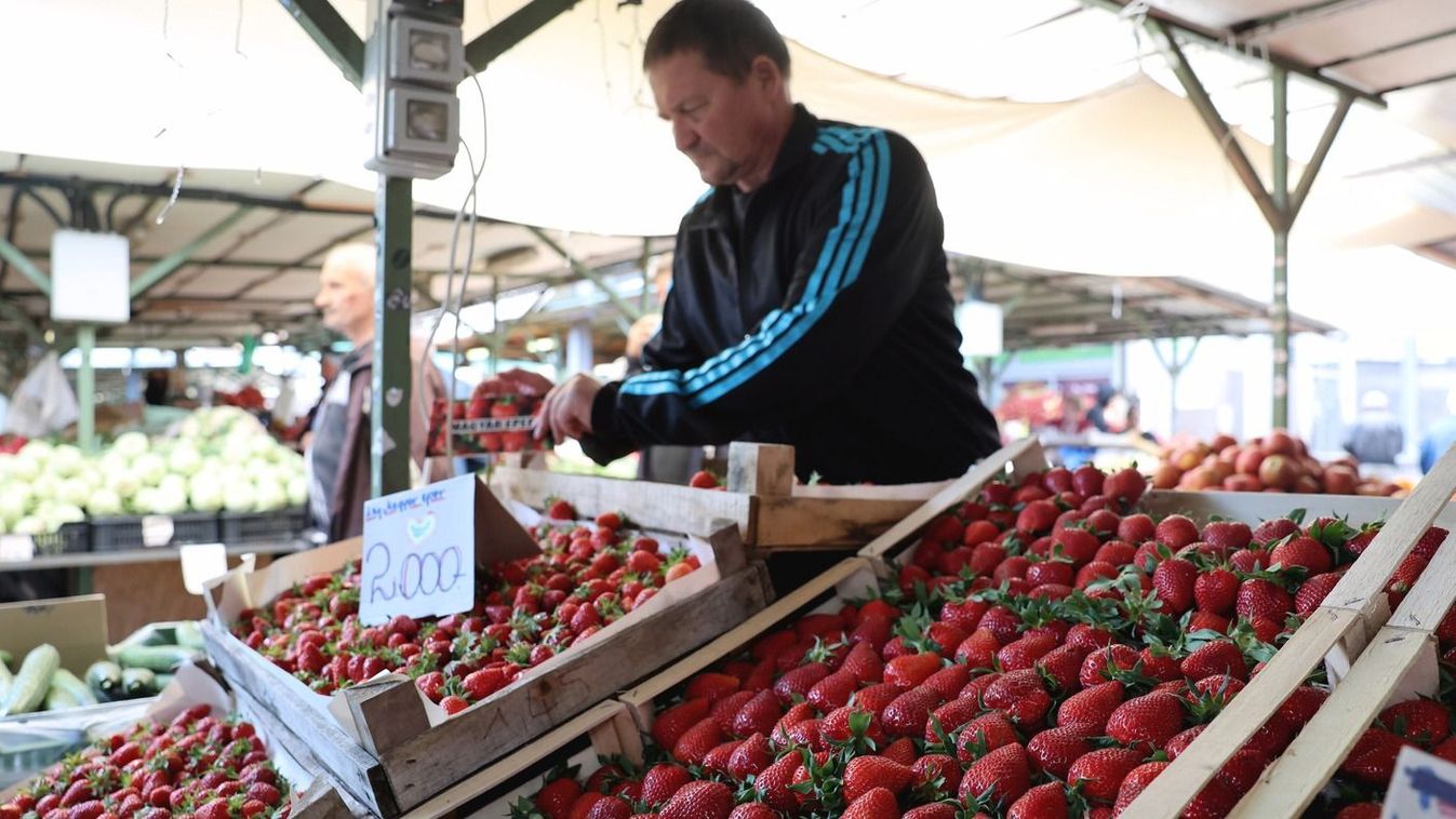 Remek szamócatermés várható az idén (fotókkal)