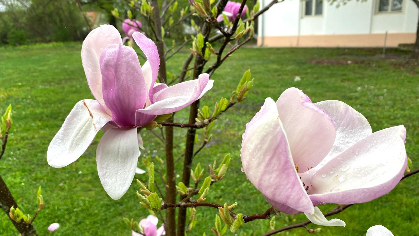 BOON – Normális, hogy április elején virágzik az orgona, és rajzanak a cserebogarak, mintha május lenne?