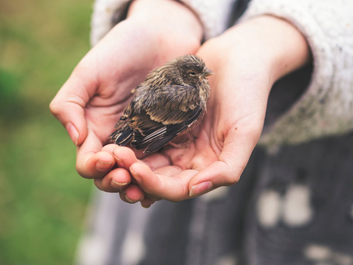 Sparrow chick on the hands of a girl in the garden at home.