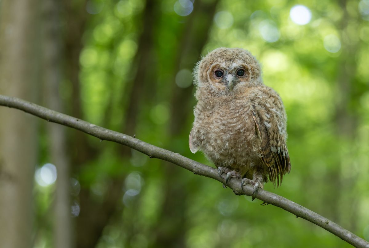 Young tawny owl (Strix aluco)