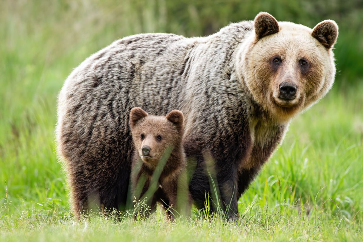 An,Adorable,Cub,And,Adult,Female,Of,Brown,Bear,,Ursus