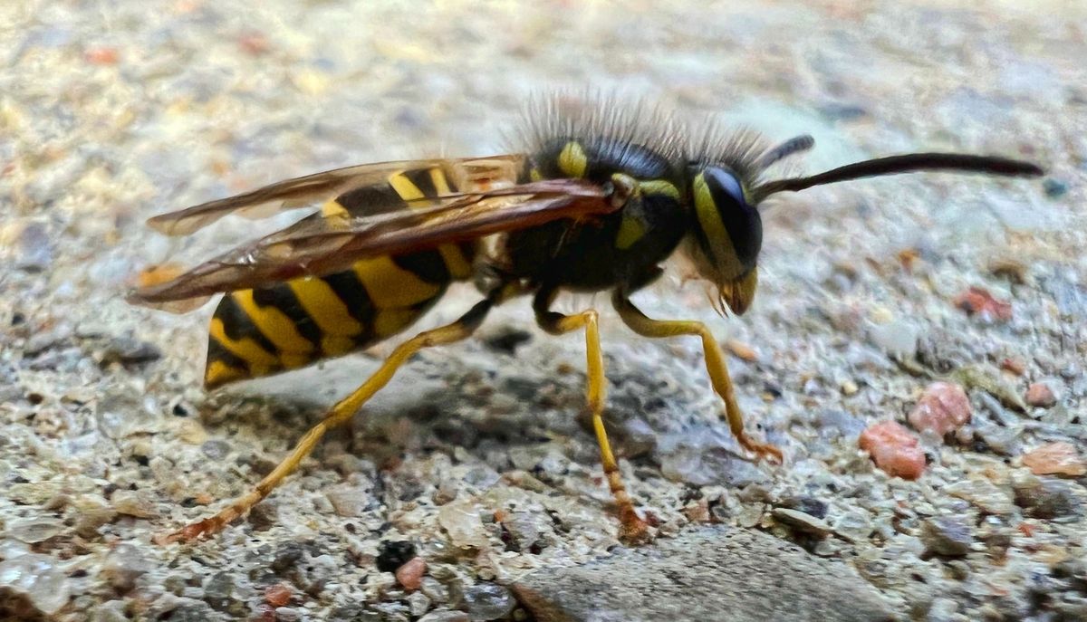 Eastern Yellowjacket Wasp