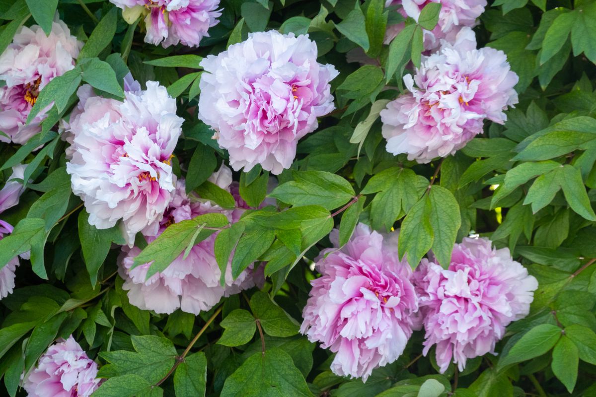 Spring Blooms In L'Aquila, Italy