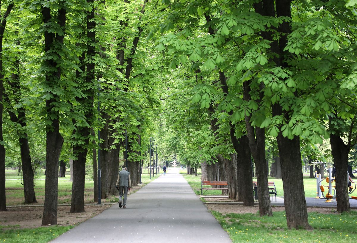 vadgesztenye, Pászk Norbert, kenőcs