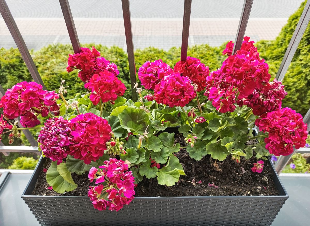 Flowerpot with blossoming geraniums stands on the balcony.