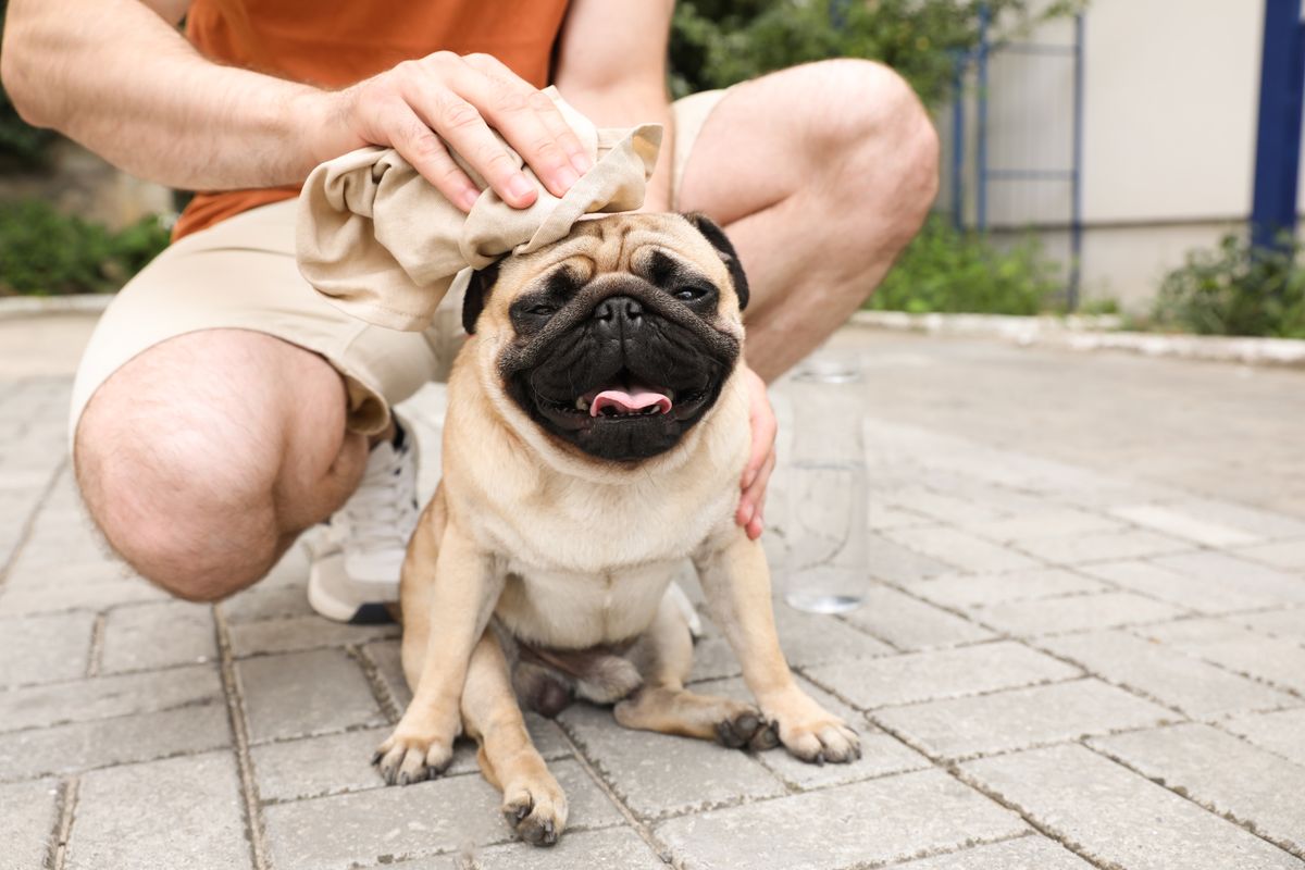 Owner helping his pug dog on street in hot day, closeup. Heat stroke prevention