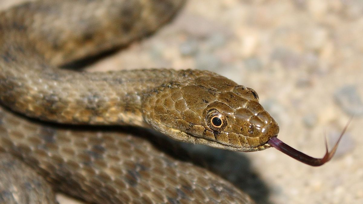 Dice,Snake,(natrix,Tessellata),In,Natural,Habitat