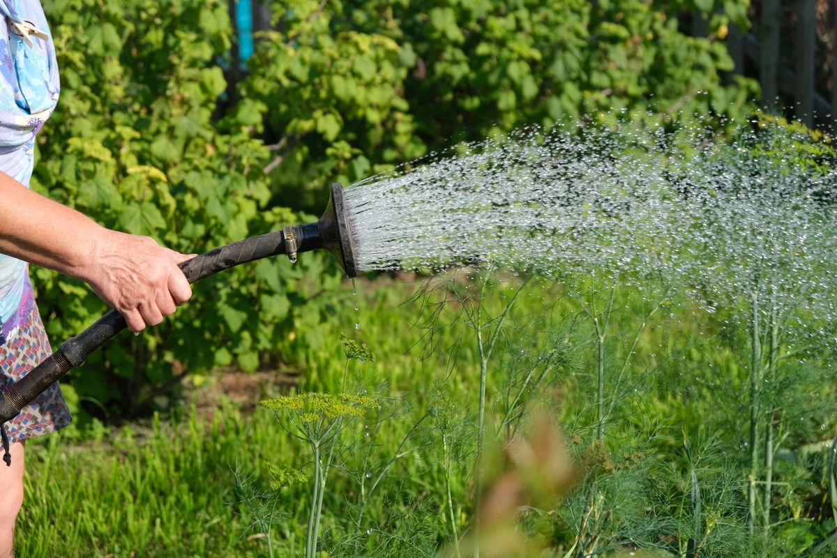 Manual,Watering,In,The,Garden.,Grandmother,Is,Watering,Plants,With