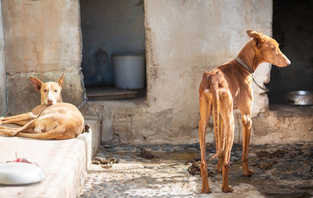 Two,Undernourished,Skinny,Dogs,Suferring,In,The,Shelter.,Hunger,,Dirt