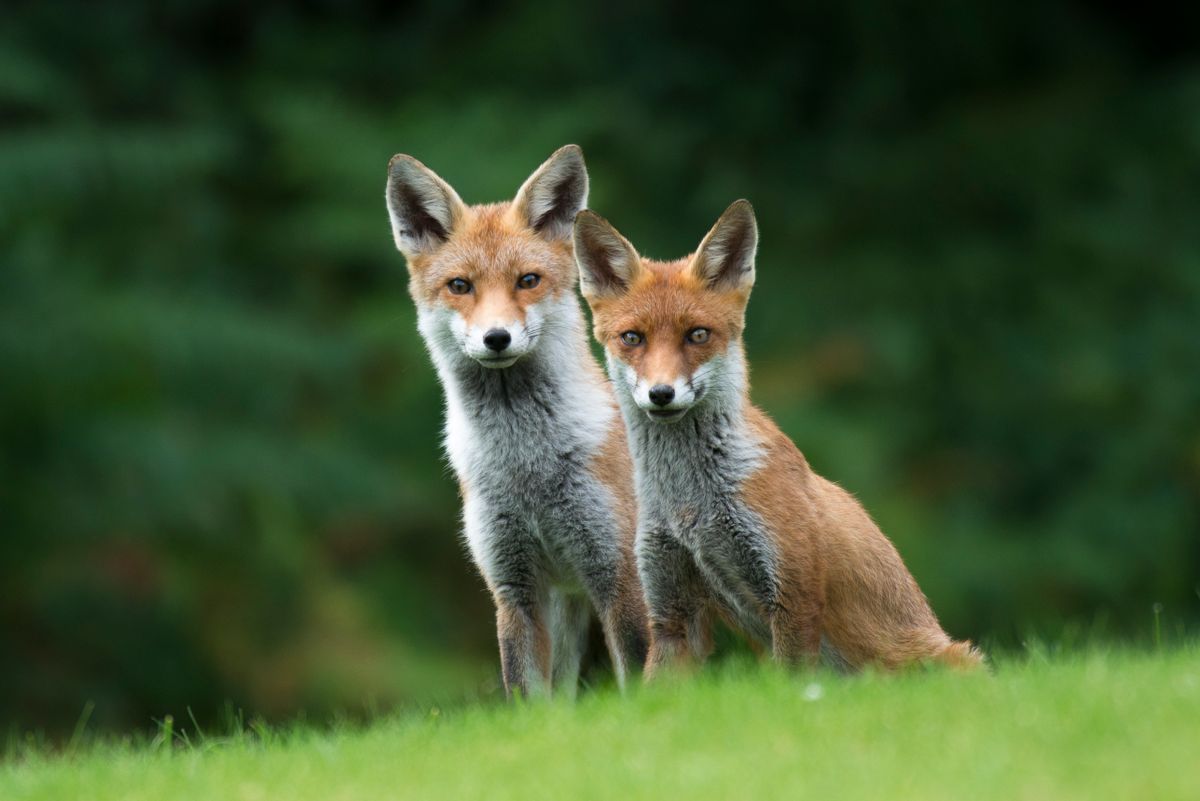 Red fox cub with parent