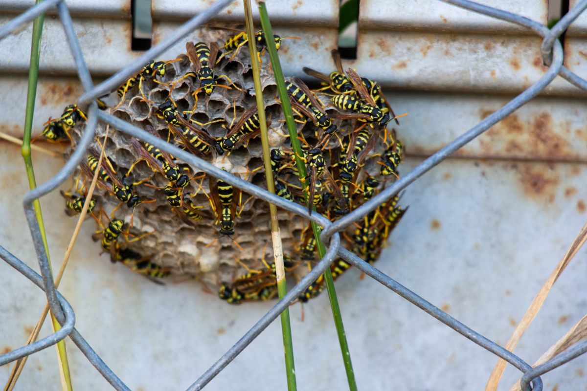 Wasp's,Nest,Full,Of,Wasps,,Close,Up,Shot,,No,People.