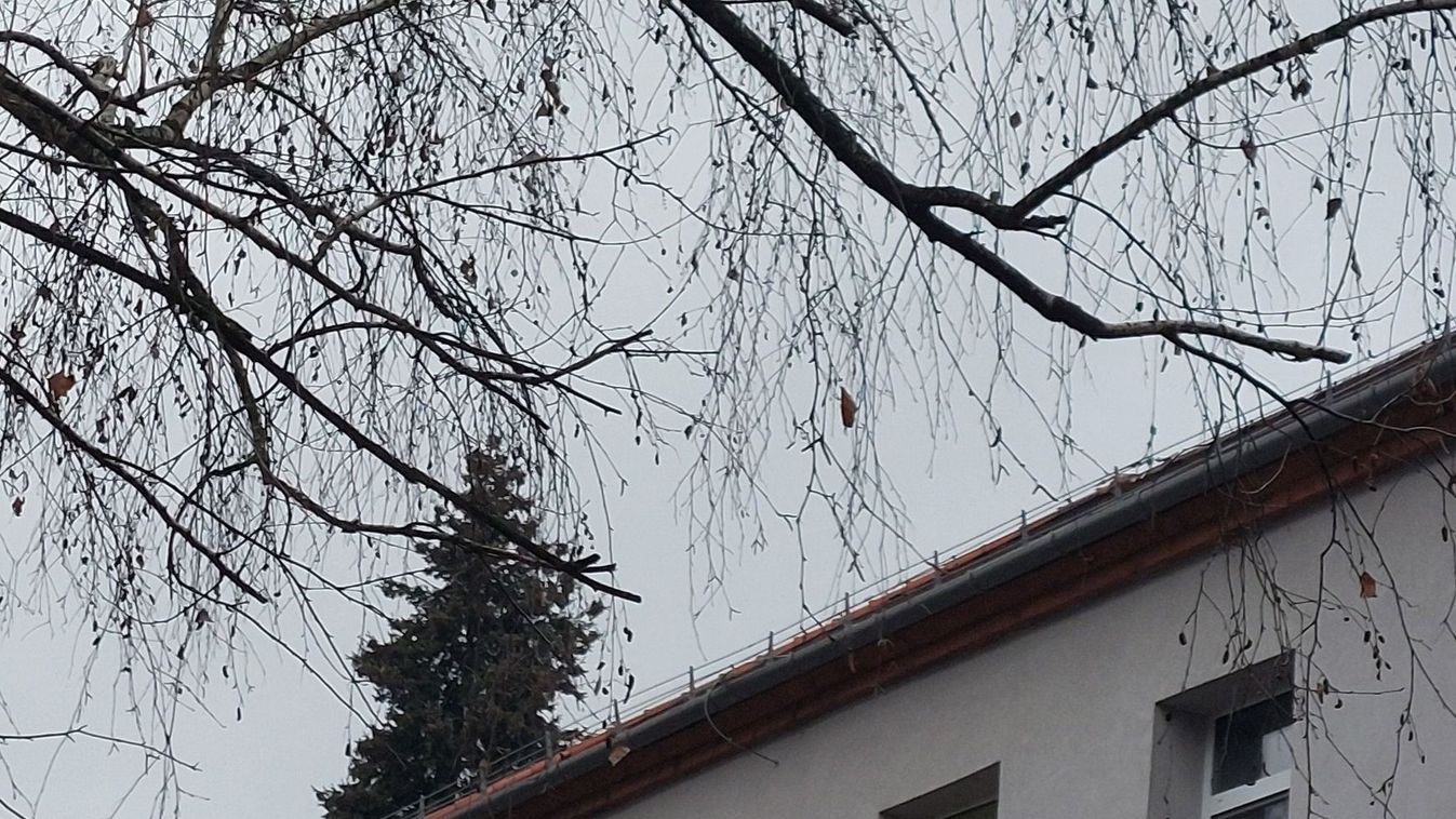 Azt hitték téli álmot alszik, de Miskolc belvárosában fotózták – képpel!