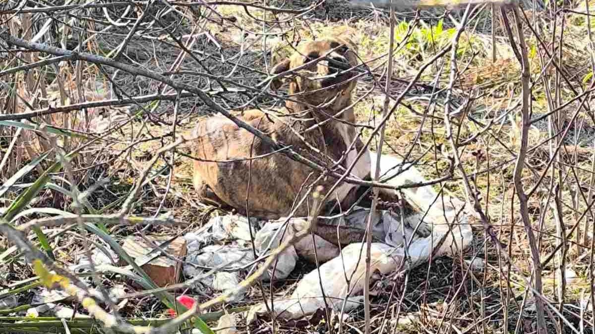 kutyatámadás, miskolc, pingyom, halálos kutyatámadás
