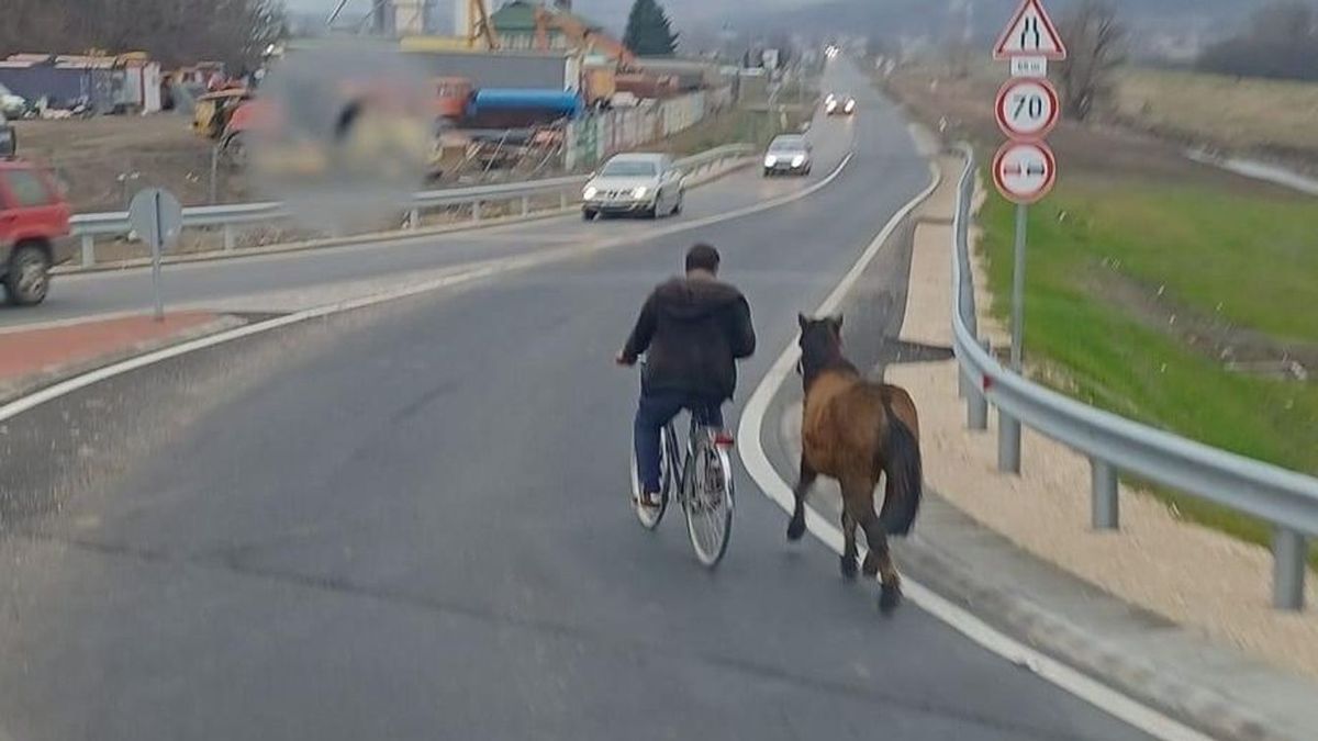halálos baleset, elszabadult lovak