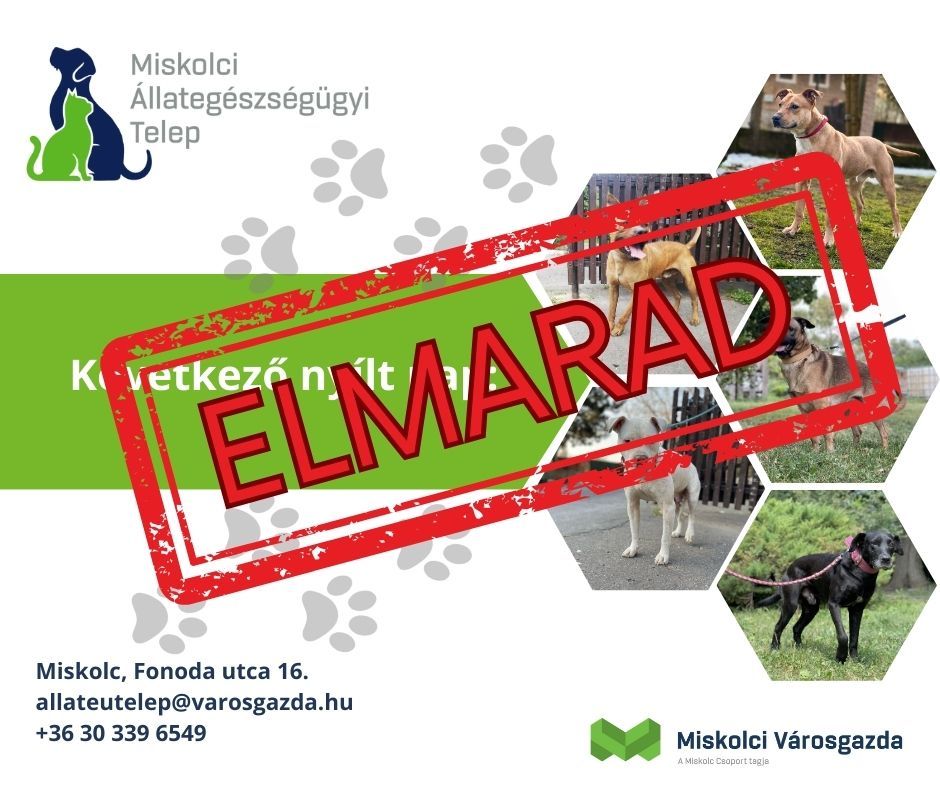 menhely, miskolci gyepi, nyílt nap