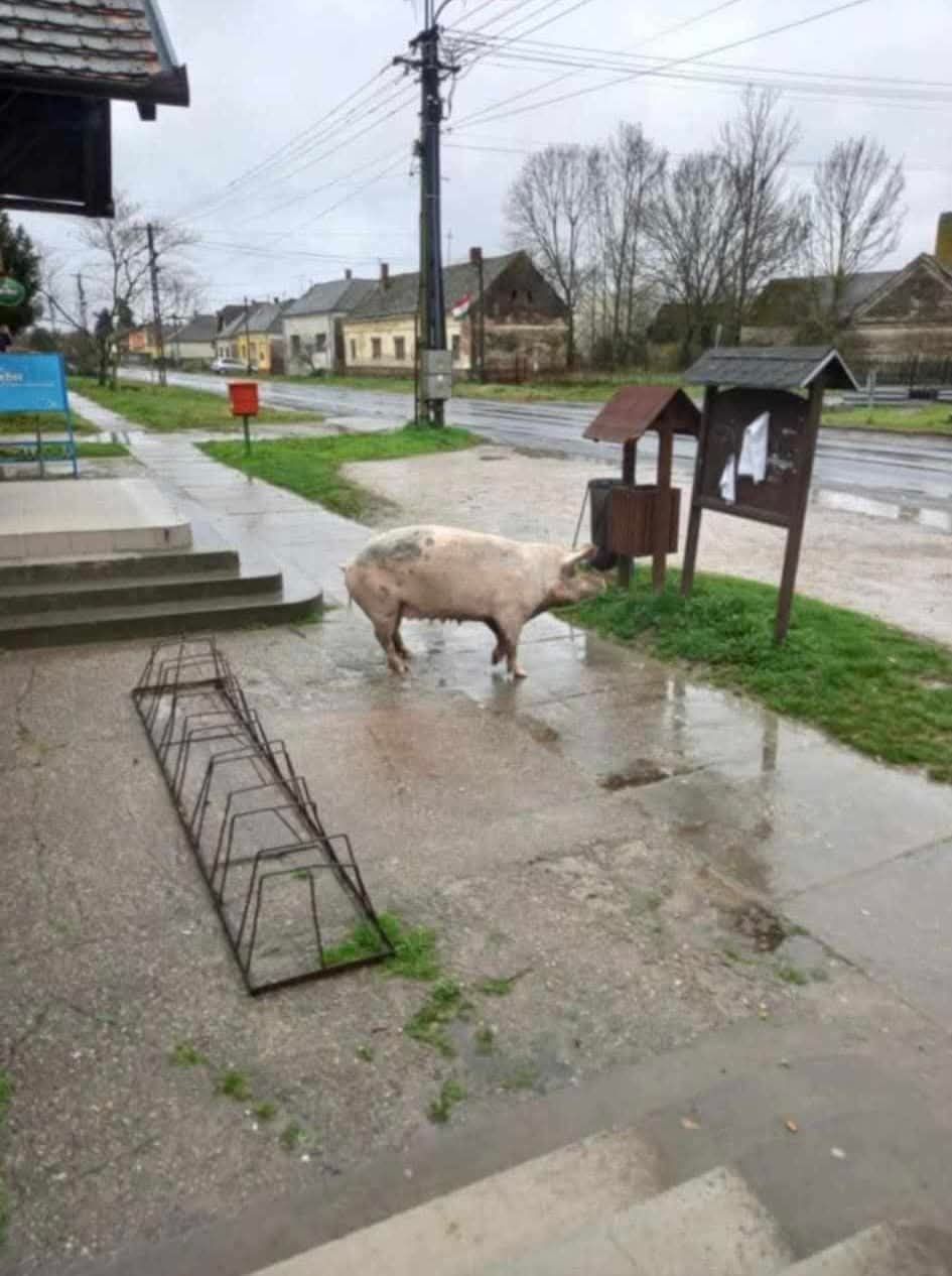 elszabadult malac, mezőkövesd