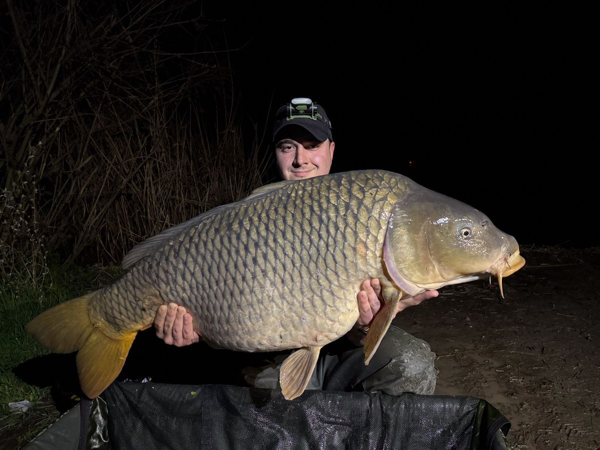 ponty, horgász, tisza-tó, poroszló