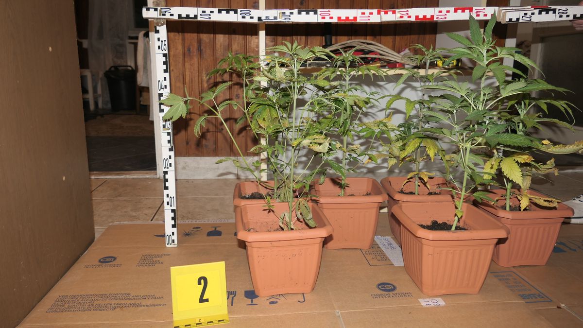 kannabisz rendőrség Miskolc