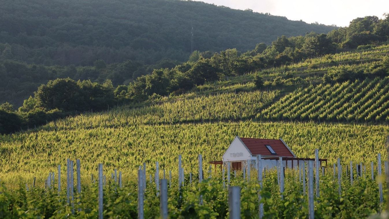 Tonnaszám viszik Tokaj-Hegyaljáról ezt a növényt. Nem, nem a szőlőt!