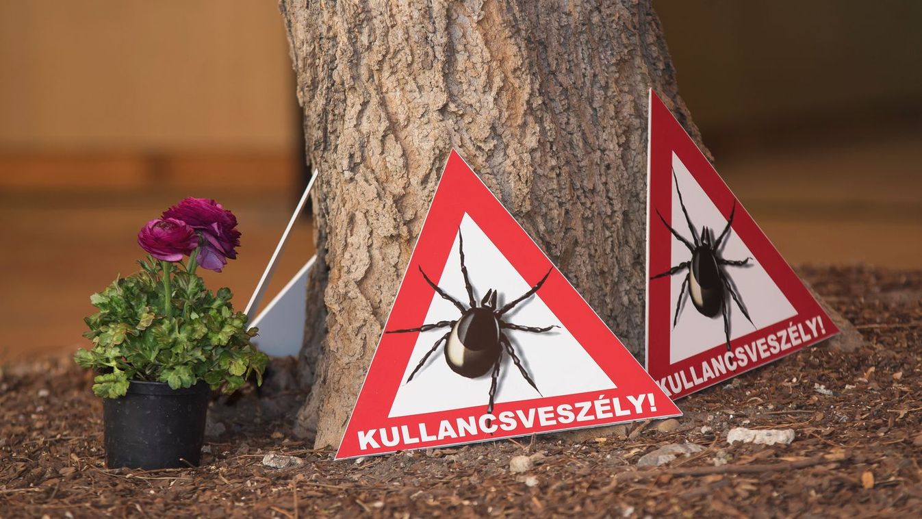 Szakember állítja: egyáltalán nem baj, ha beszakad a kullancs feje kivétel közben!