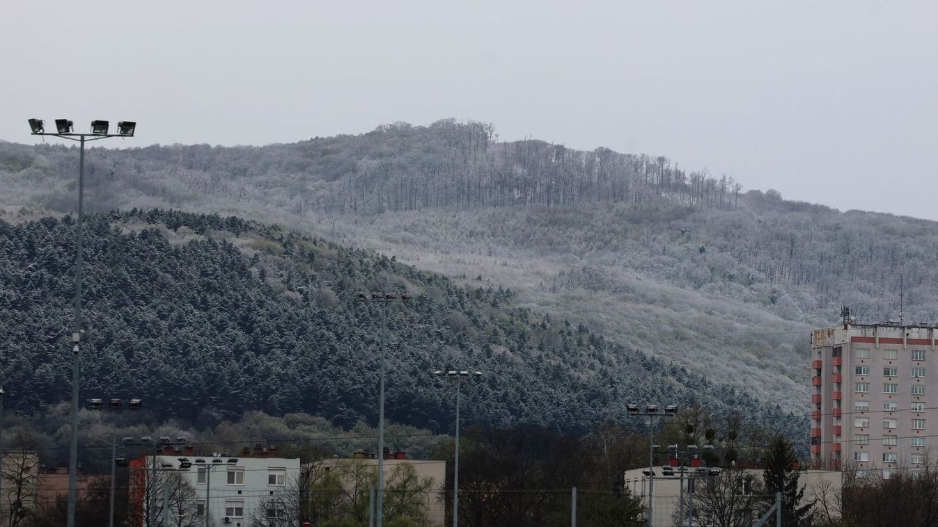 Elszabadult egy hatalmas állat a Bükkben, a Miskolc táblánál látták utoljára