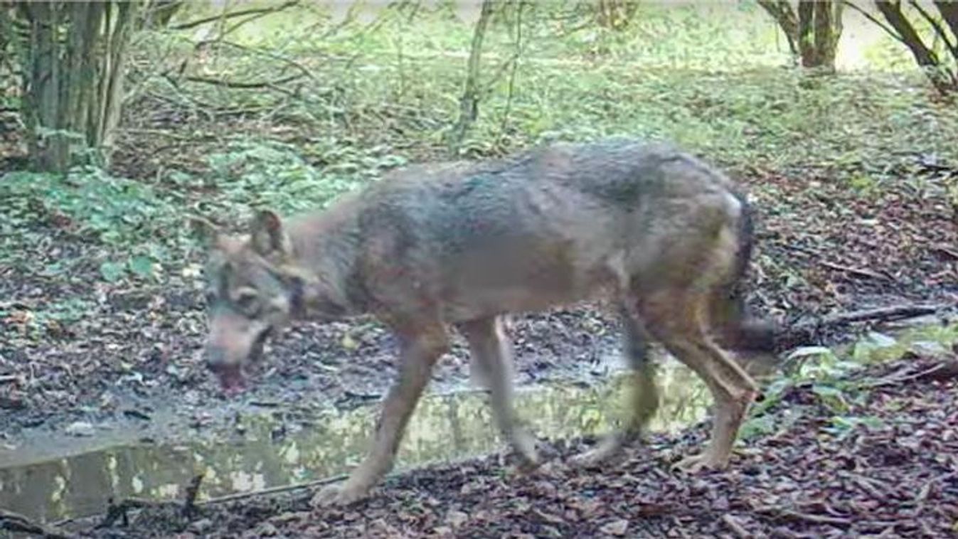 Visszatértek a farkasok Borsodba – fotókkal, videóval
