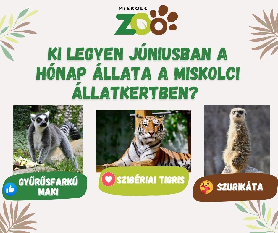 a hónap állata Miskolci Állatkert