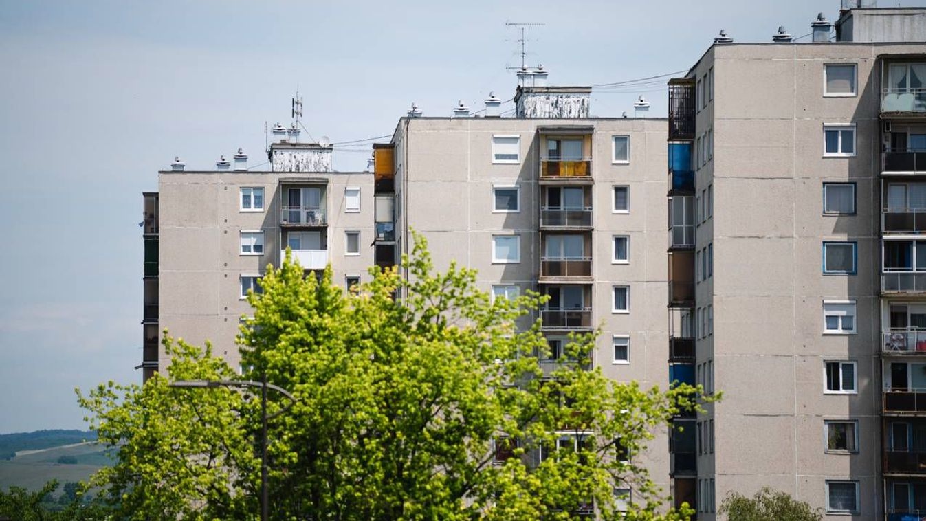 Amilyen igénytelenek, olyan jól elvannak az Avason – tőlük hemzseg most a környék