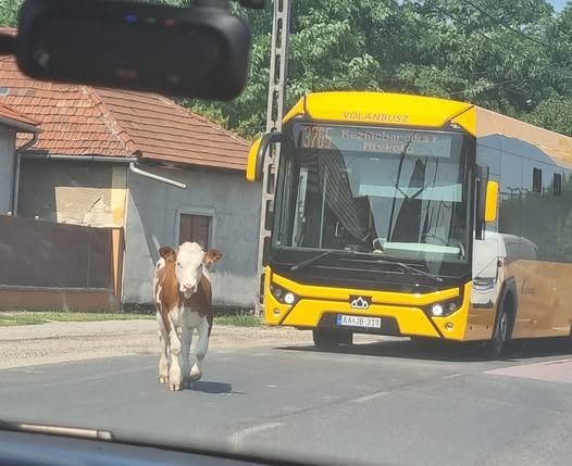 állat az úton