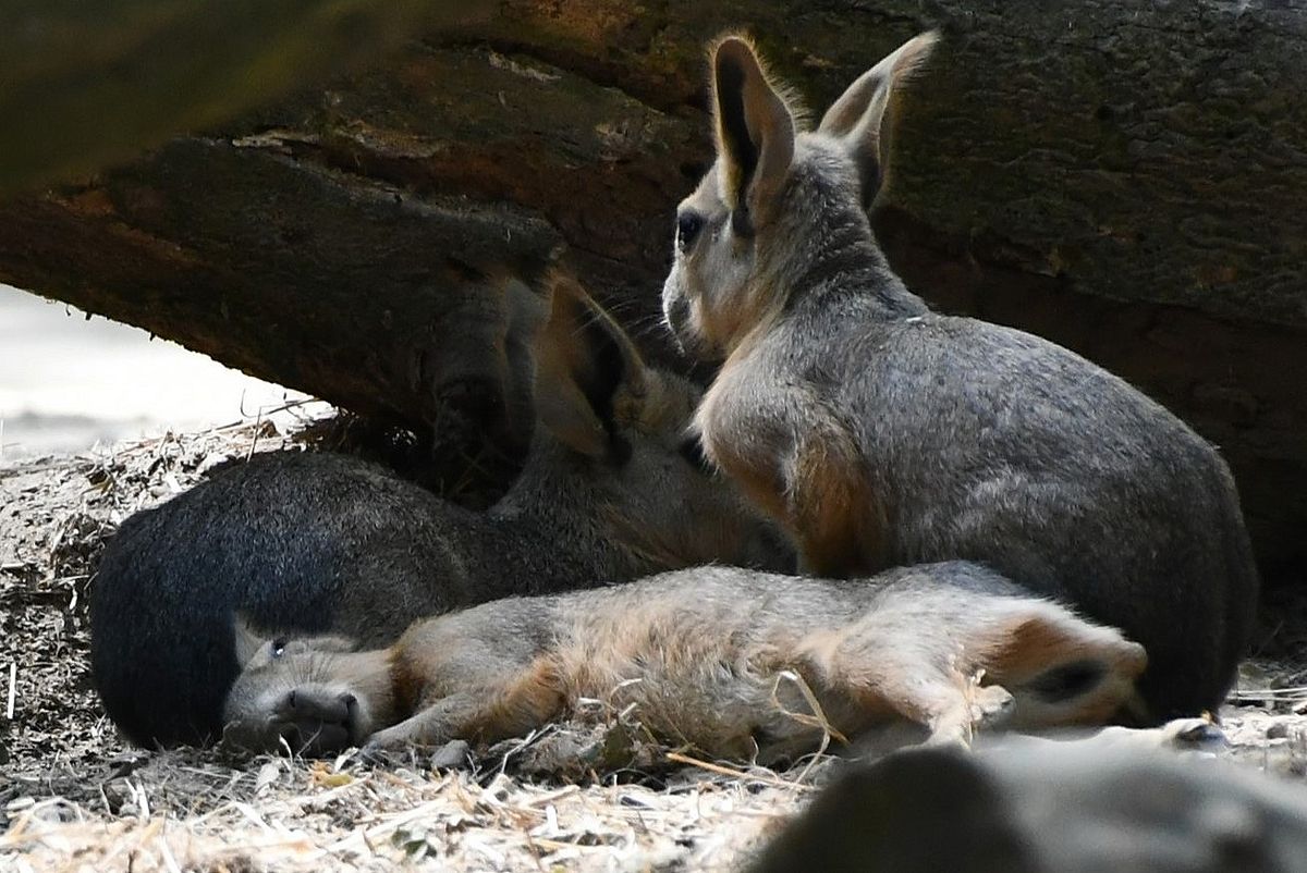 A Miskolci Állatkert új lakói Miskolc Zoo