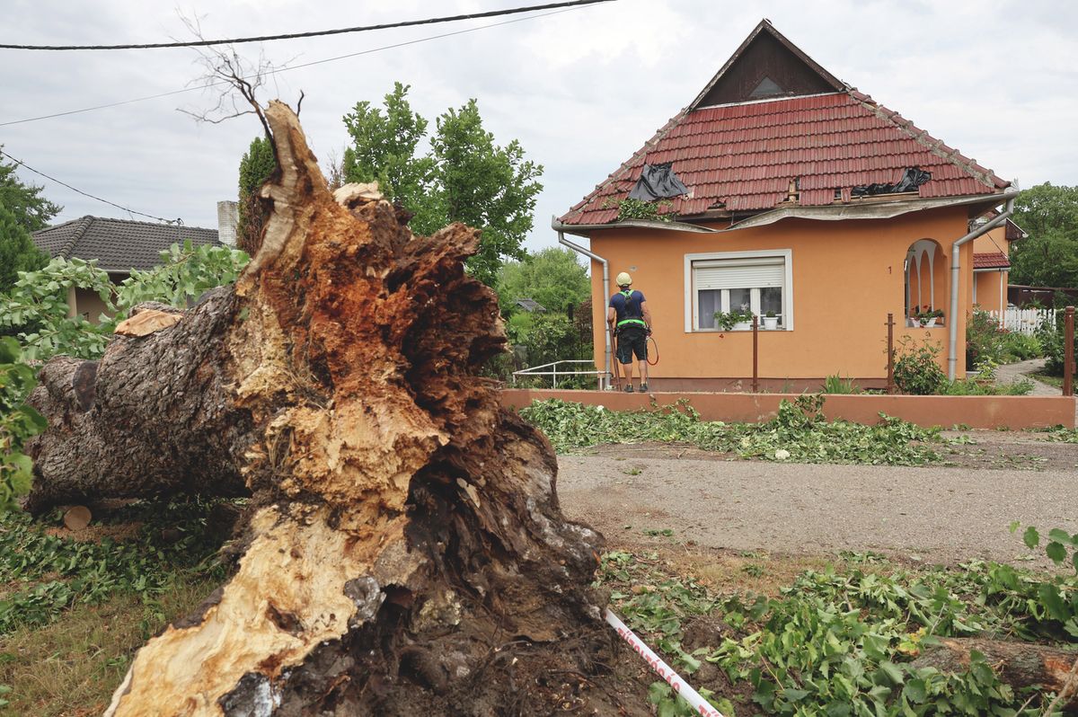 sajóörös, törökmogyorófa, az év fája, vihar