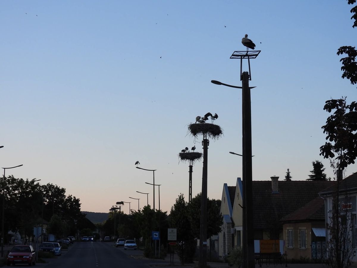 gólya