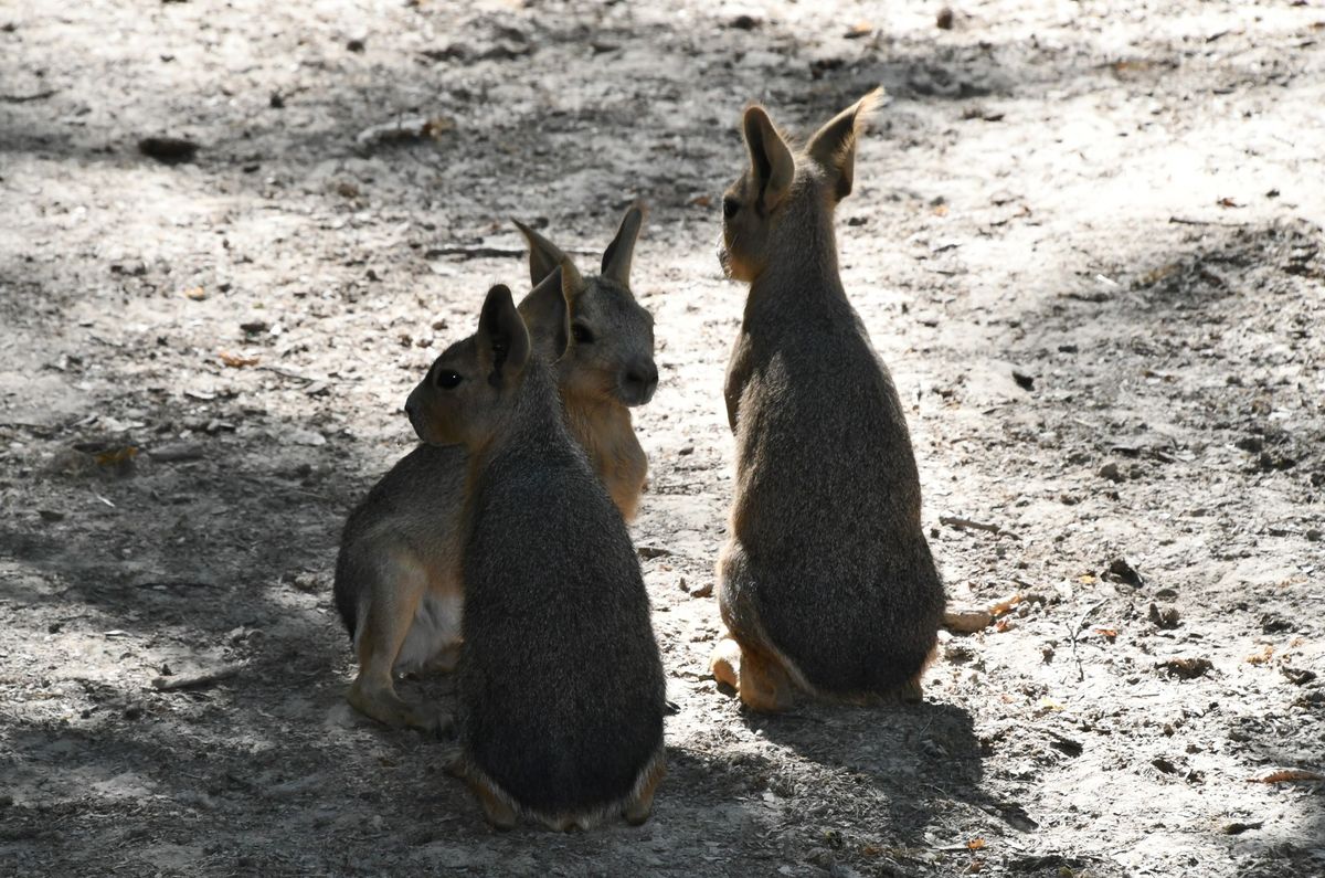 Három egészséges nagy mara kölyök született a Miskolci Állatkertben Miskolc Zoo