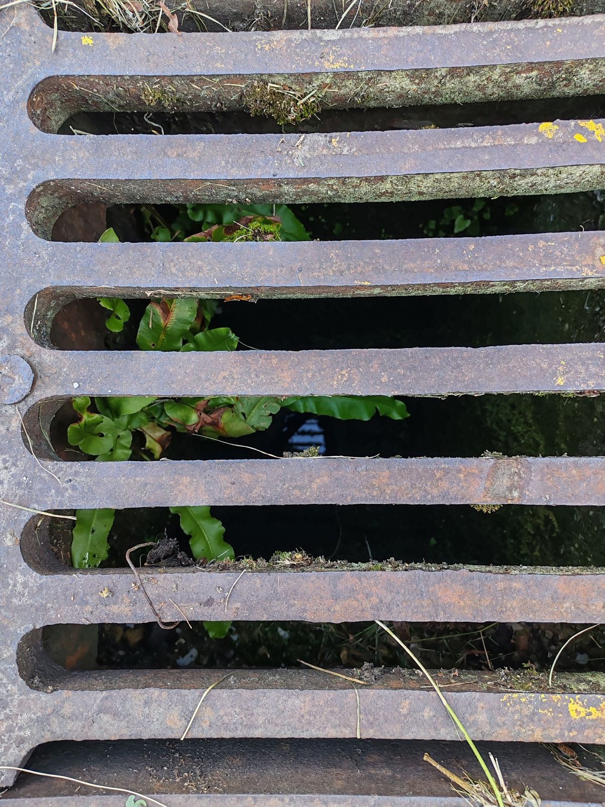 Növény a kanálisban Miskolcon