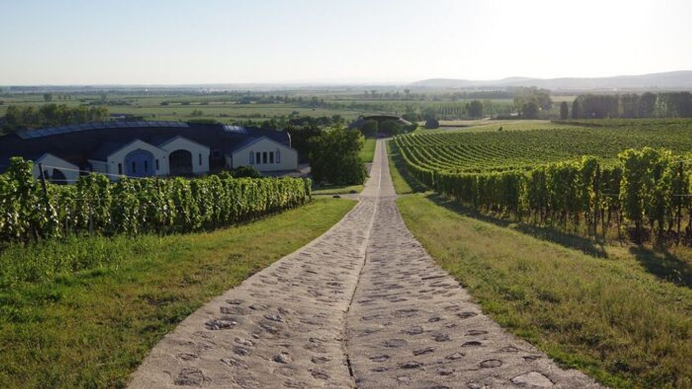 Nem gondolná, hogy a szőlőtőke milyen ,,kellemes társ" tud lenni