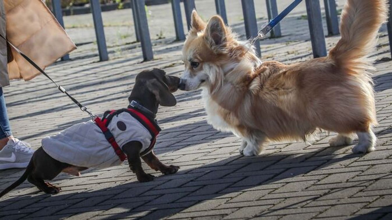 Csóváló farkak, vidám gazdik – nagy siker volt a DVTK közös kutyasétája (fotókkal)
