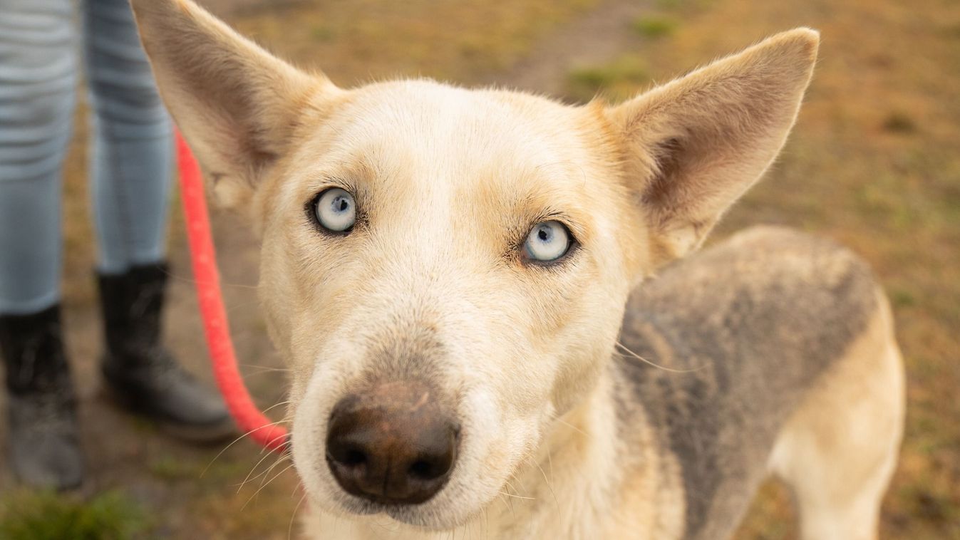 Egy mókás kutyus, a barátságos Suzy vagy Barka Mama biztosan imádná Kép
